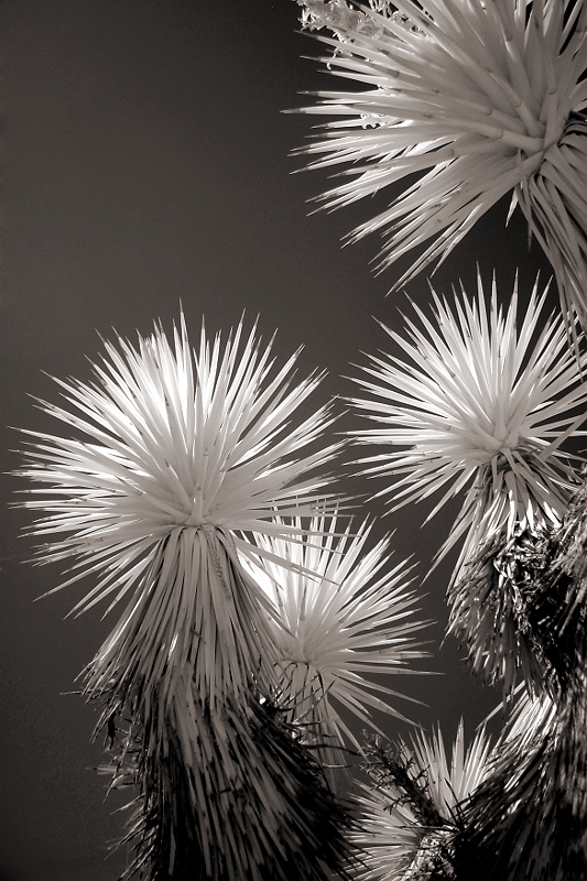 Joshua Tree 1 Outside Las Vegas, NV � Dave Hickey